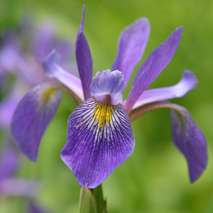 Purple Flame Northern Blue Flag Iris, Harlequin Blue Flag, Large Blue Iris, Iris versicolor 'Purple Flame'